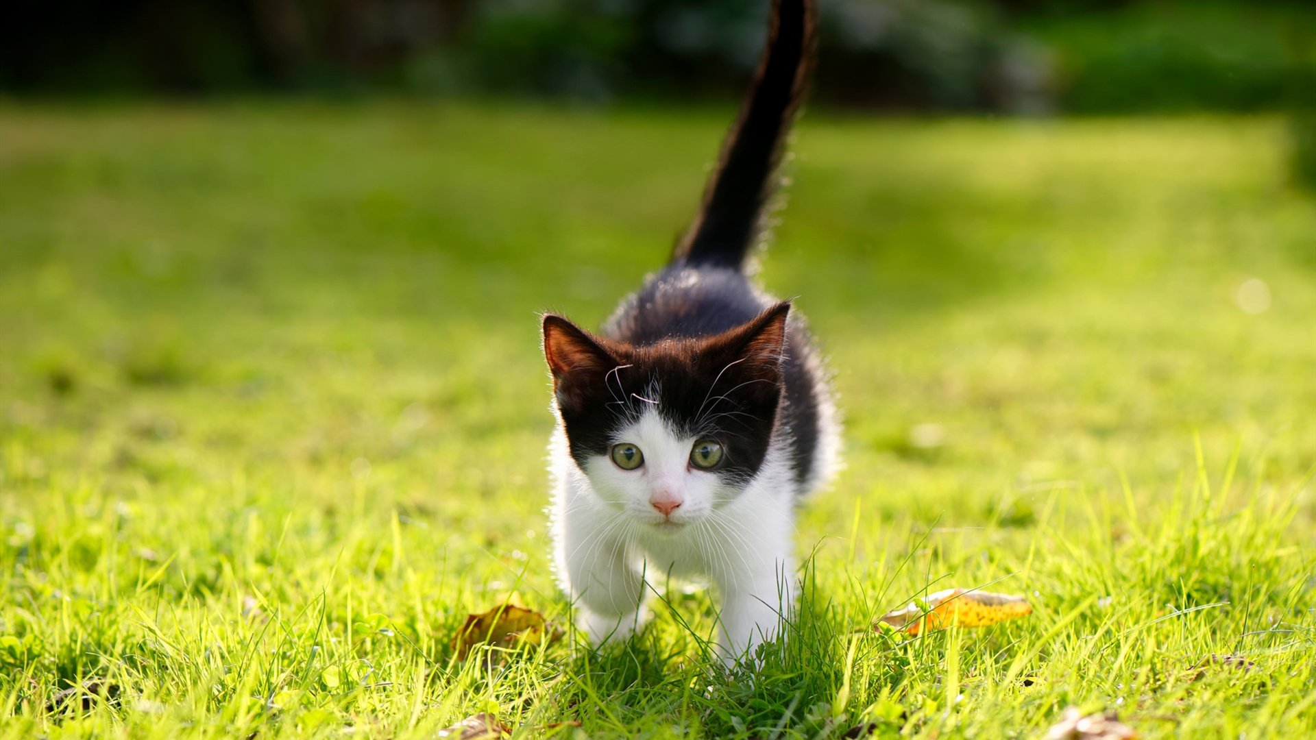 德国女子55公斤级举重选手在决赛中获得第六名，2008年举重德国男子视频