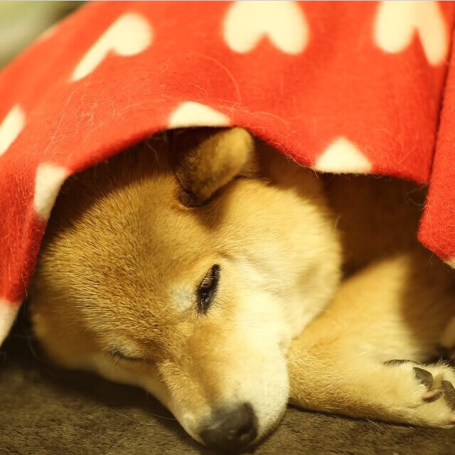 常规赛终点站：球队季后赛席位的最后争夺战，常规赛和季后赛是什么意思