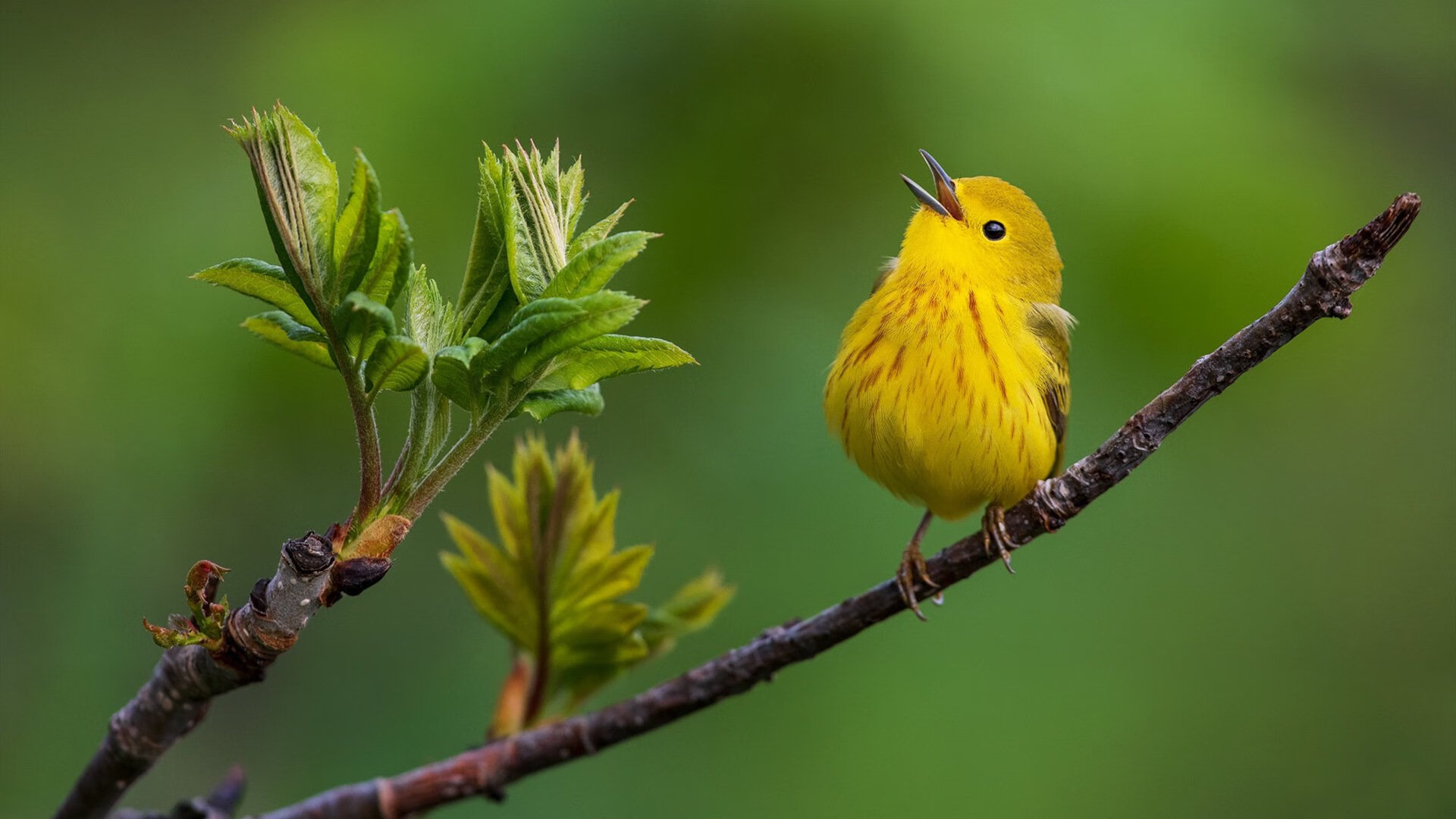 开云全站-关键时刻，狼王蒂伊多次投中决定胜负的远距离三分！，狼王大帝