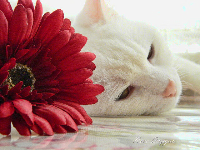 利兹联逆转懦弱，保级希望大大提高，利兹联球员介绍