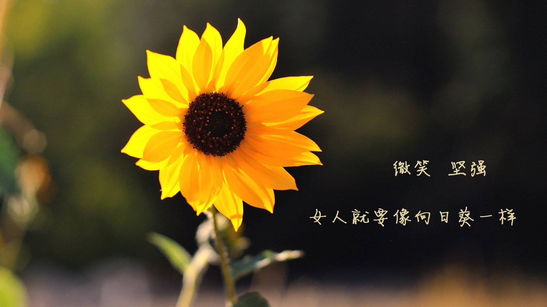 开云体育官网下载安装-常规赛终点站：球队季后赛席位的最后争夺战，常规赛和季后赛是什么意思